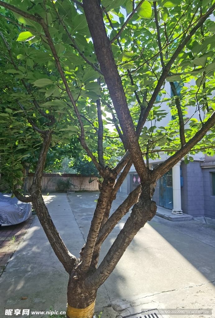 樱花树