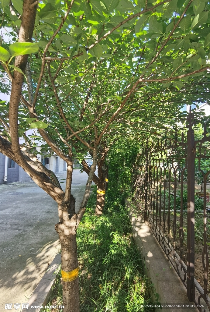 樱花树