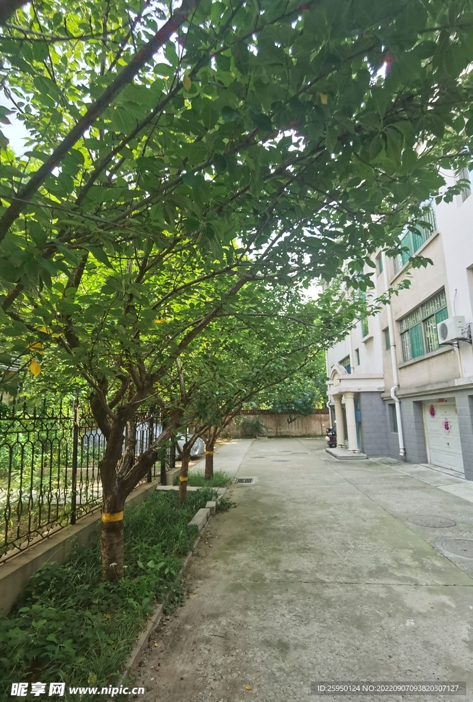 樱花树