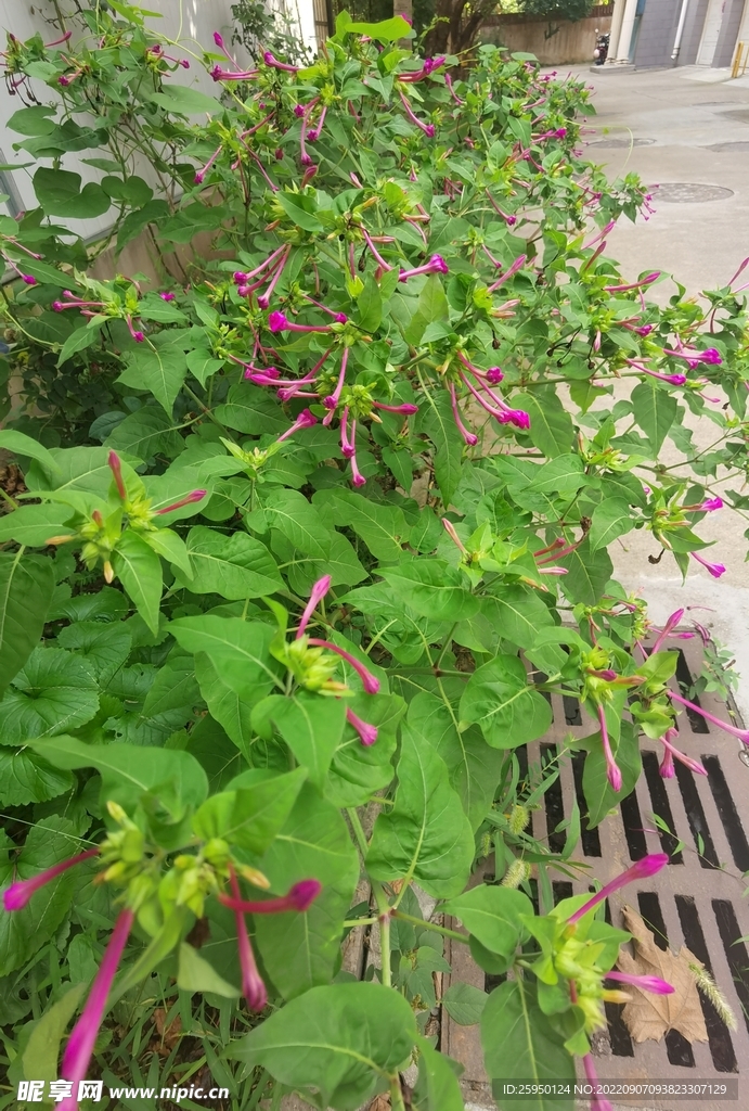 紫茉莉 