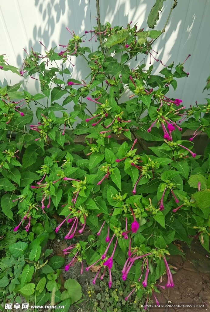 紫茉莉