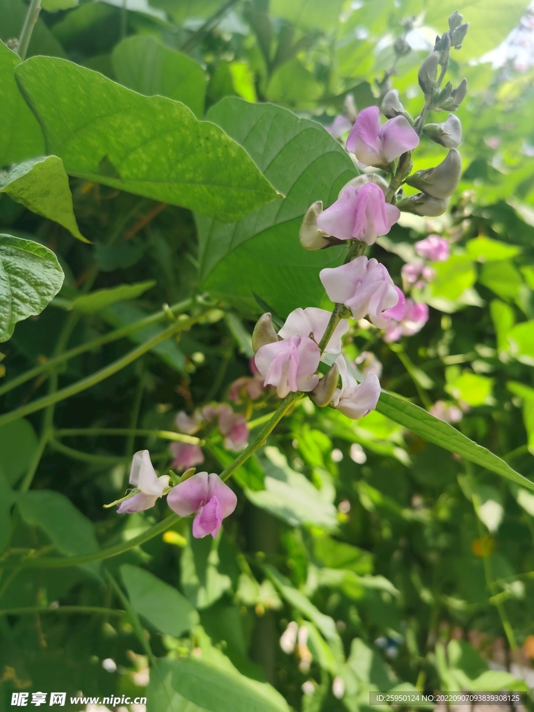 扁豆花