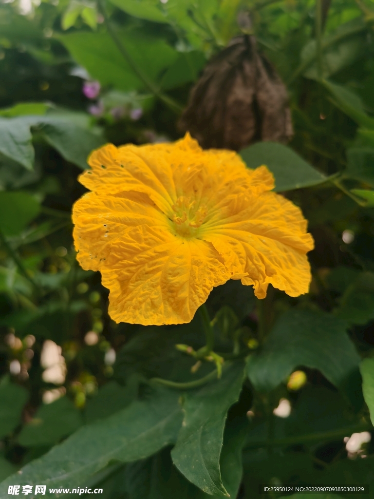丝瓜花