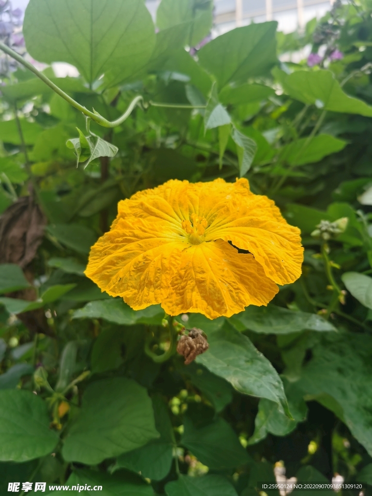 丝瓜花