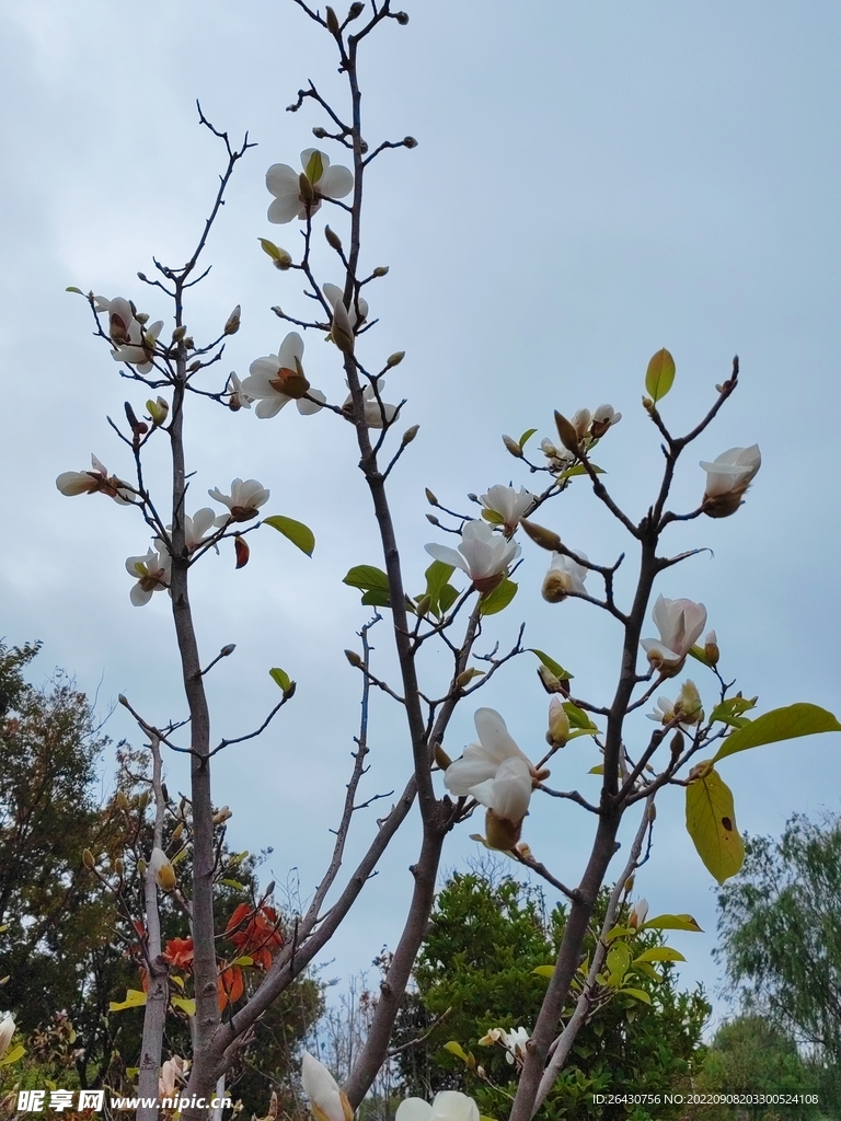 盛开的玉兰花