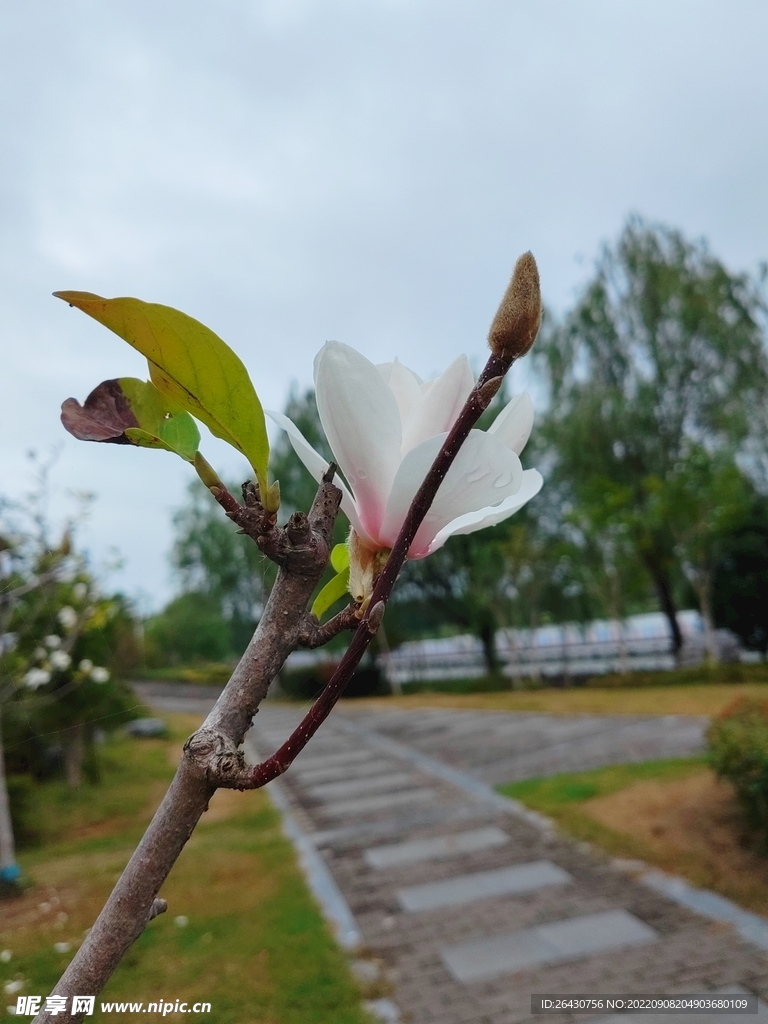 盛开的白玉兰
