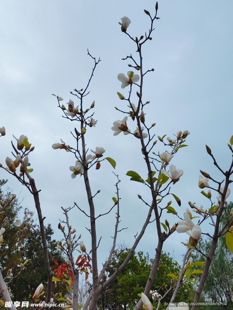 盛开的白玉兰花