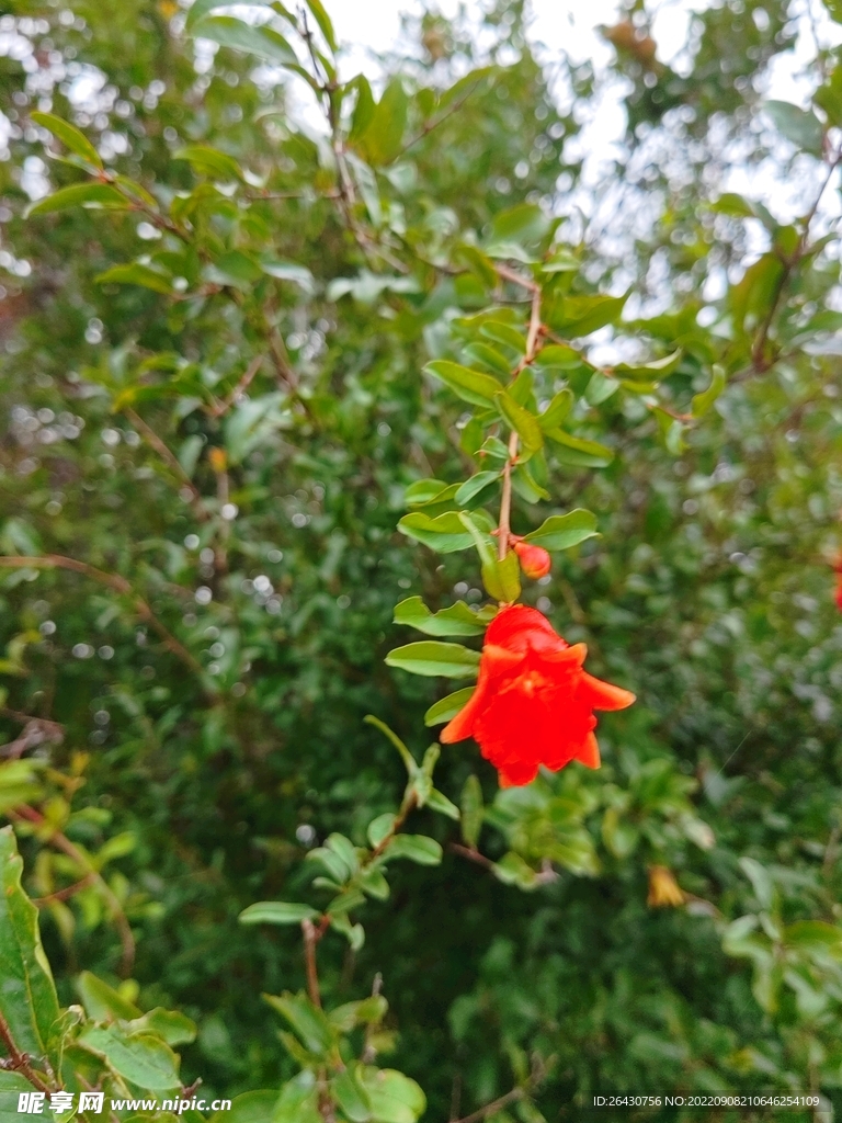 石榴花