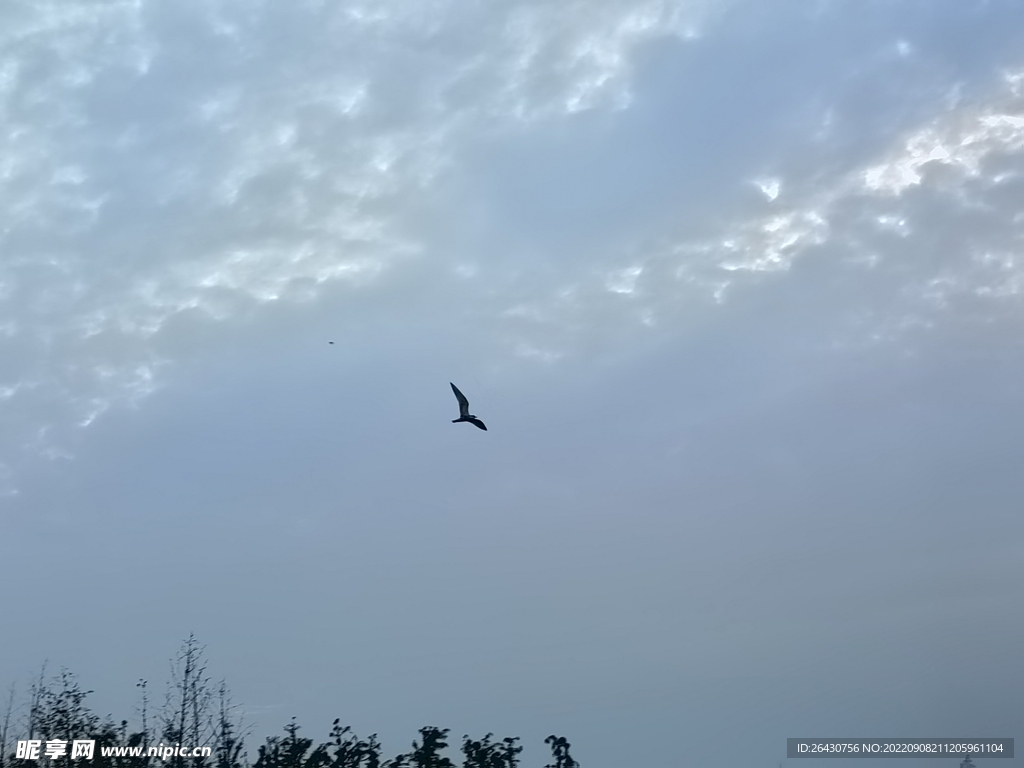飞鸟掠过云彩