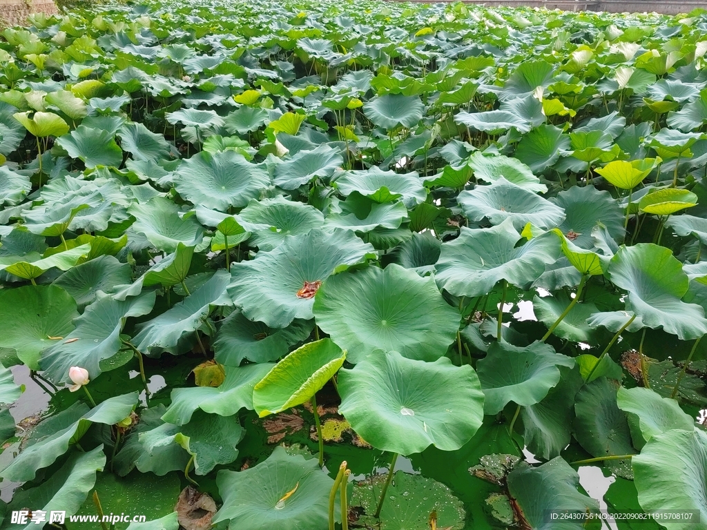 荷花池塘深处