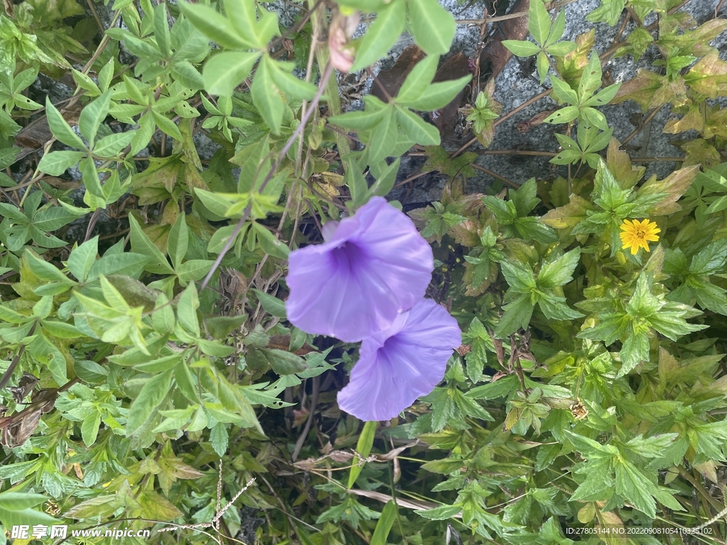 紫色牵牛花