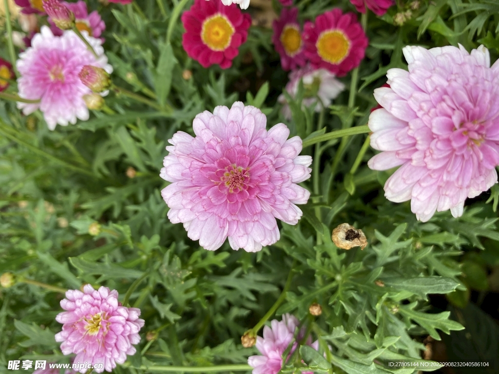 粉色小菊花