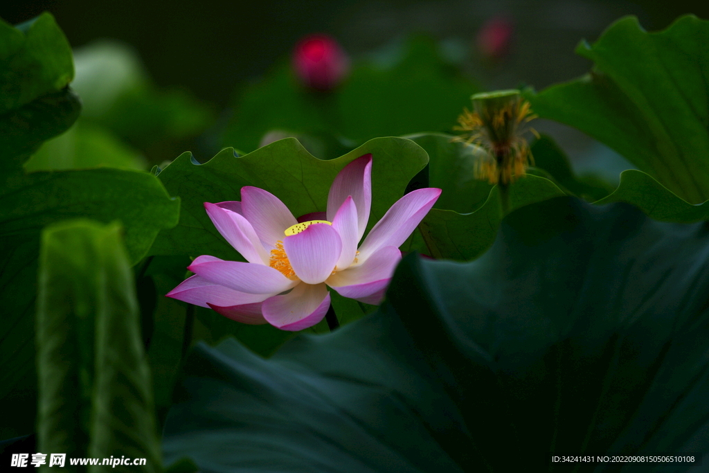 荷花