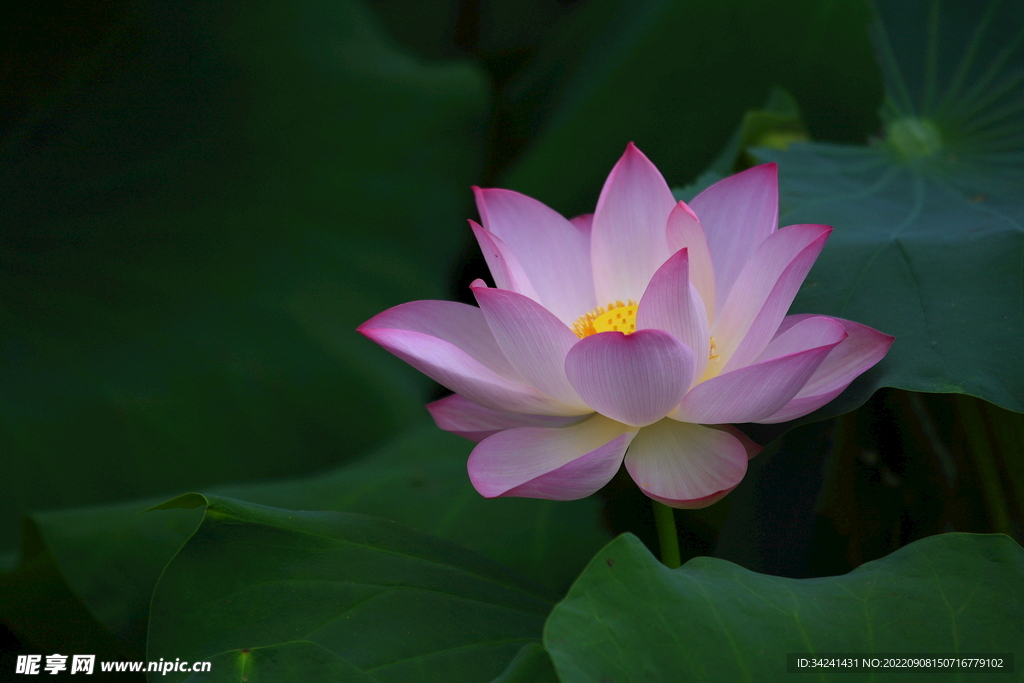 荷花