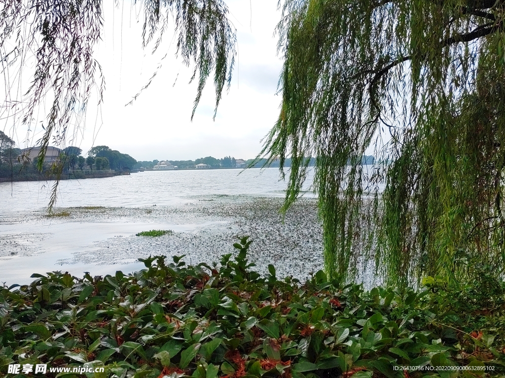 湖边柳树