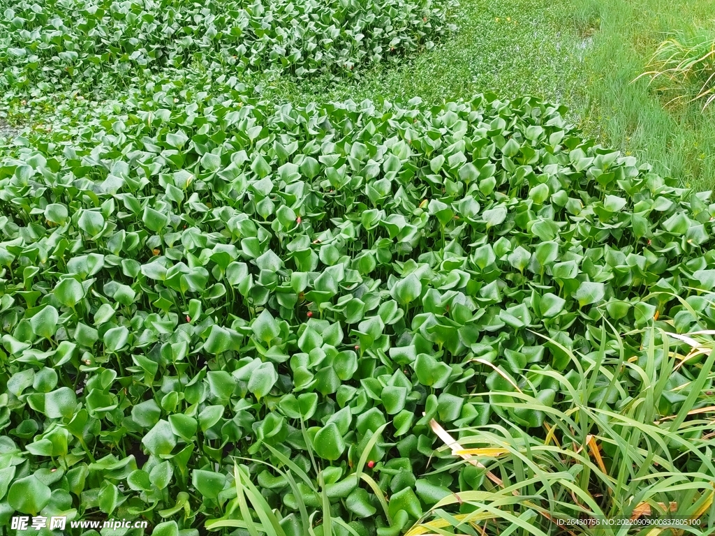 水葫芦凤眼莲绿植