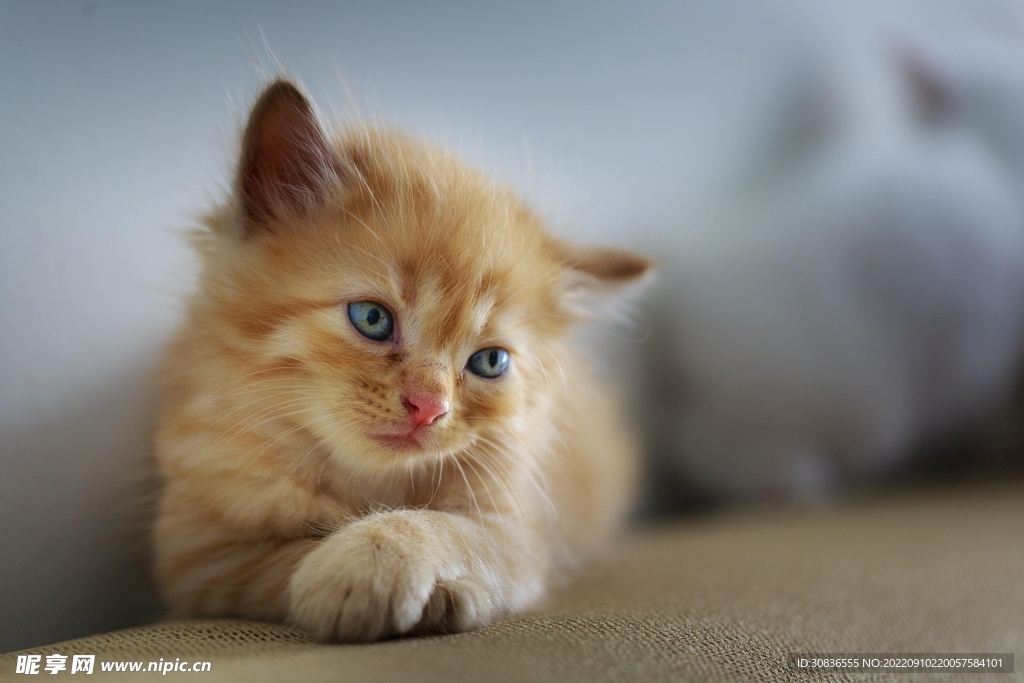 猫 