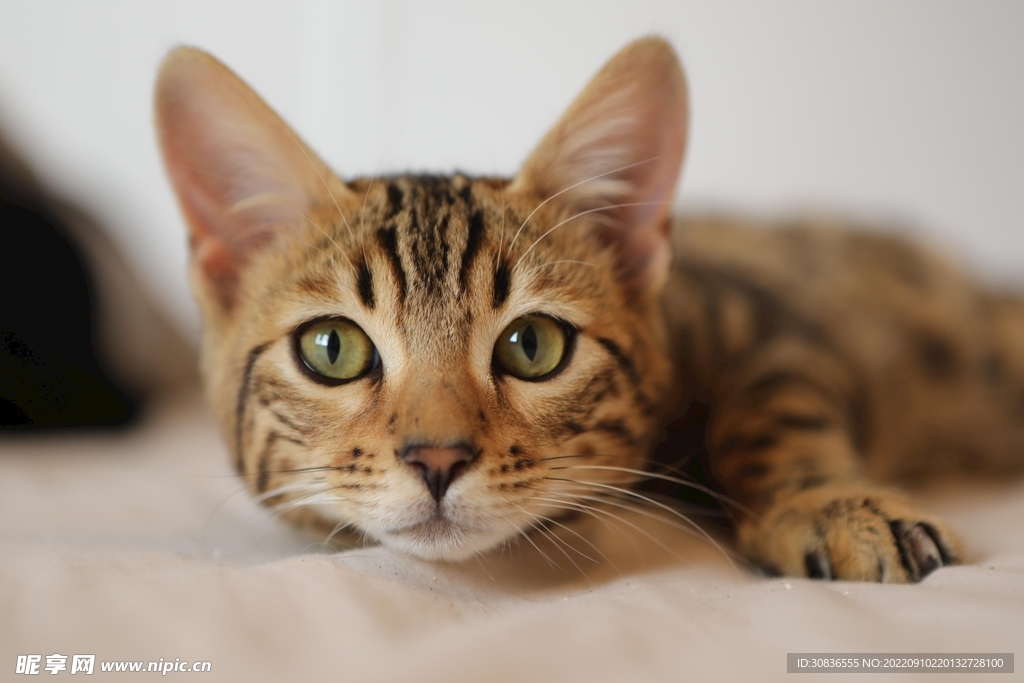 猫 