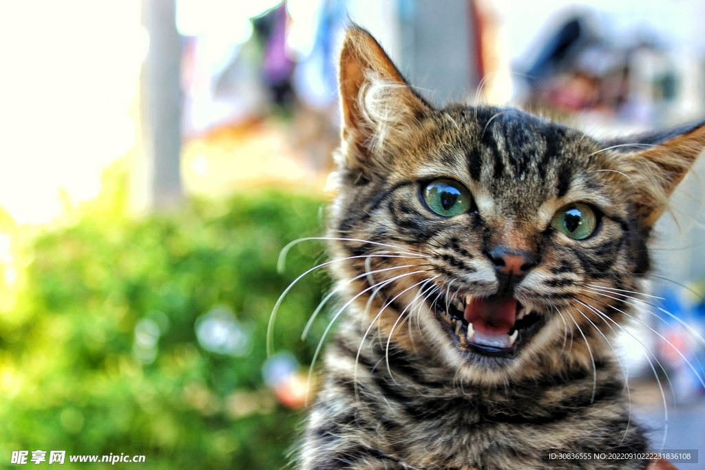 猫 