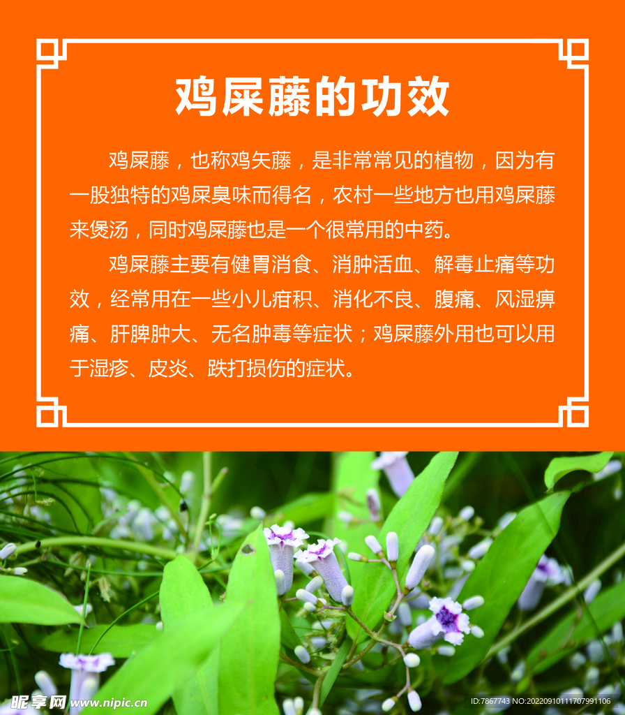 鸡屎藤的功效