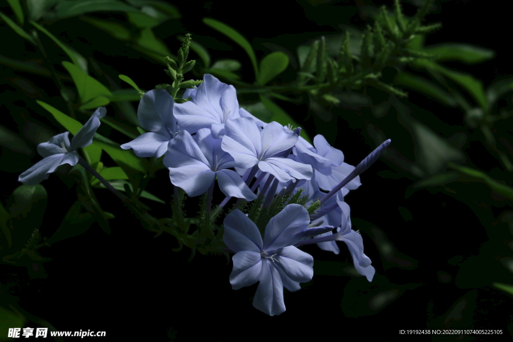 蓝雪花 