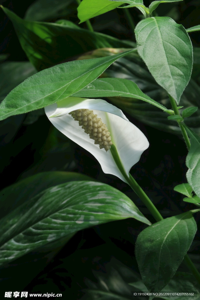 白鹤芋