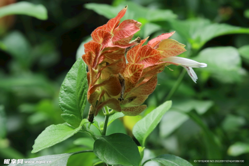 虾衣花 