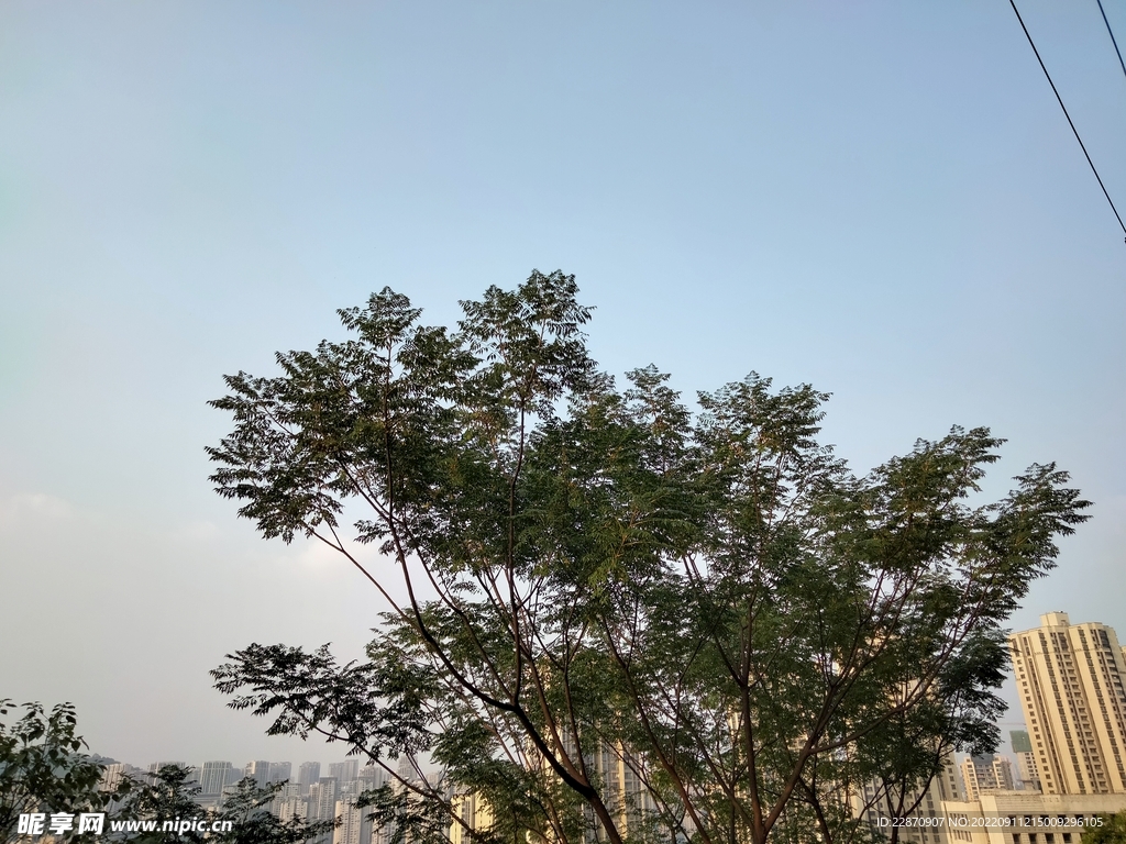 向阳的树