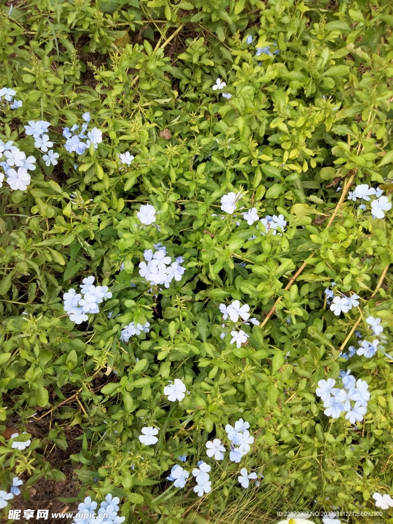 蓝雪花