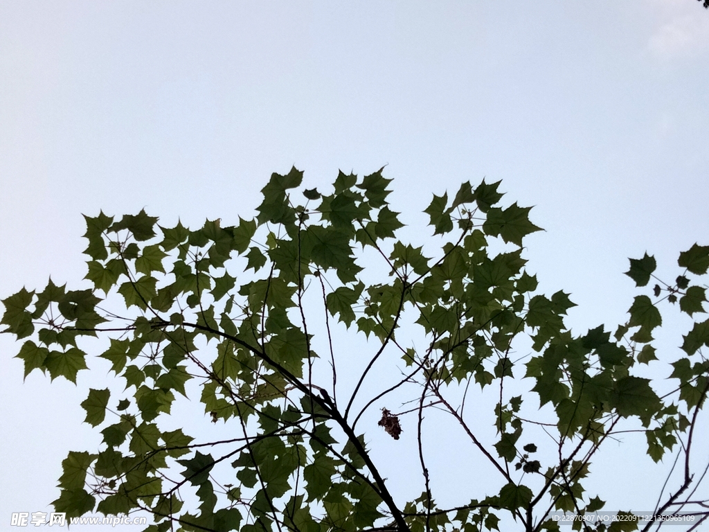 梧桐树与天空 
