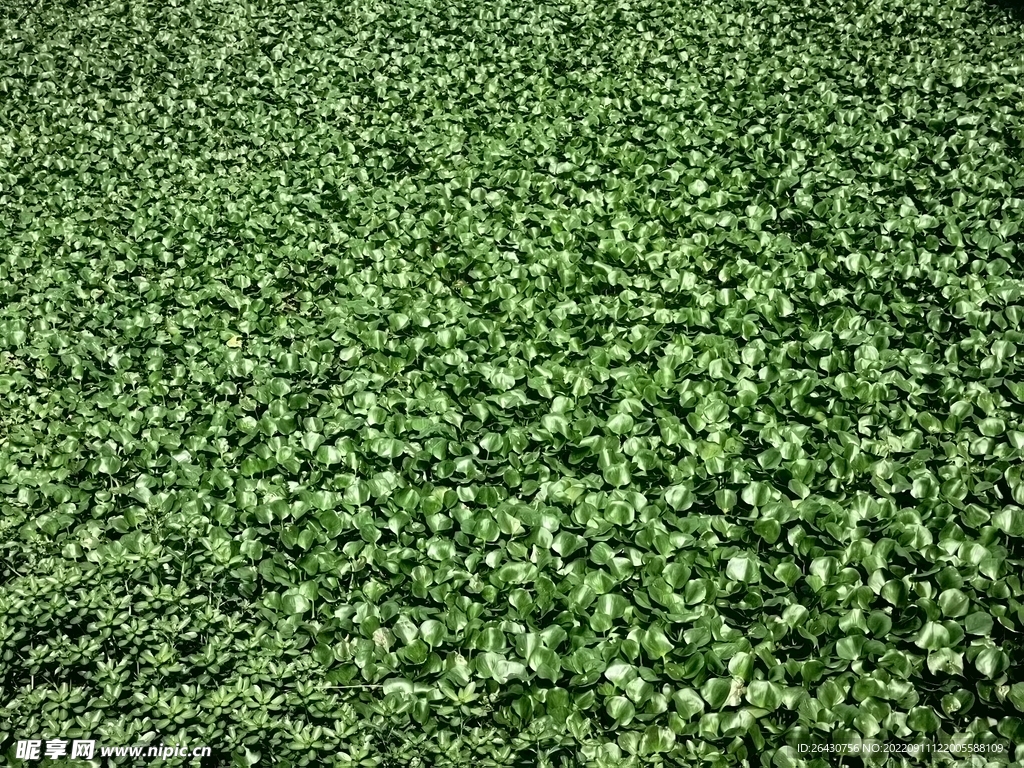 大片水葫芦