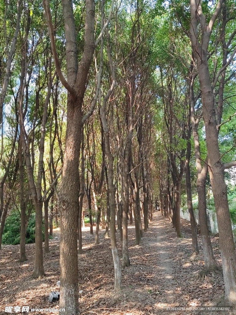 小樟树林