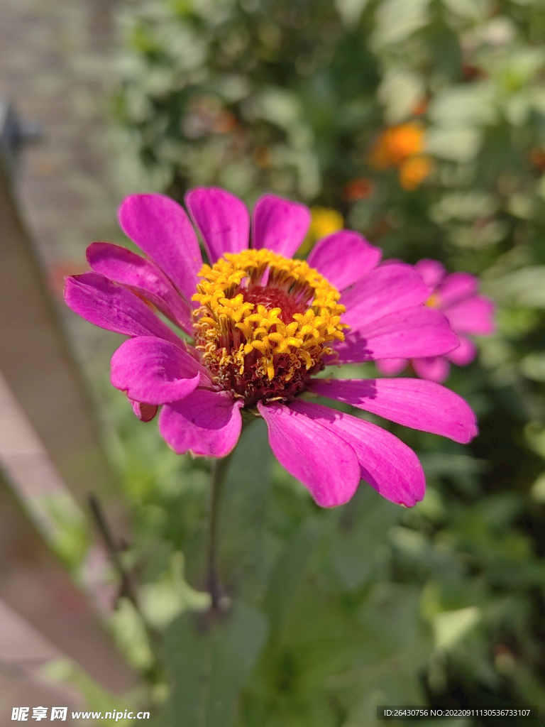 紫色盛开的百日菊