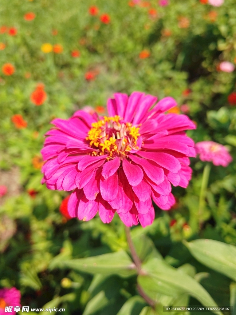 紫色盛开的百日菊