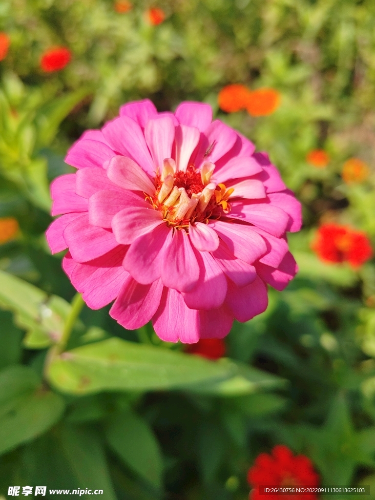 紫色百日菊