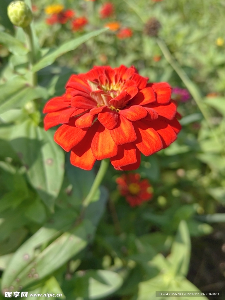 红色百日菊