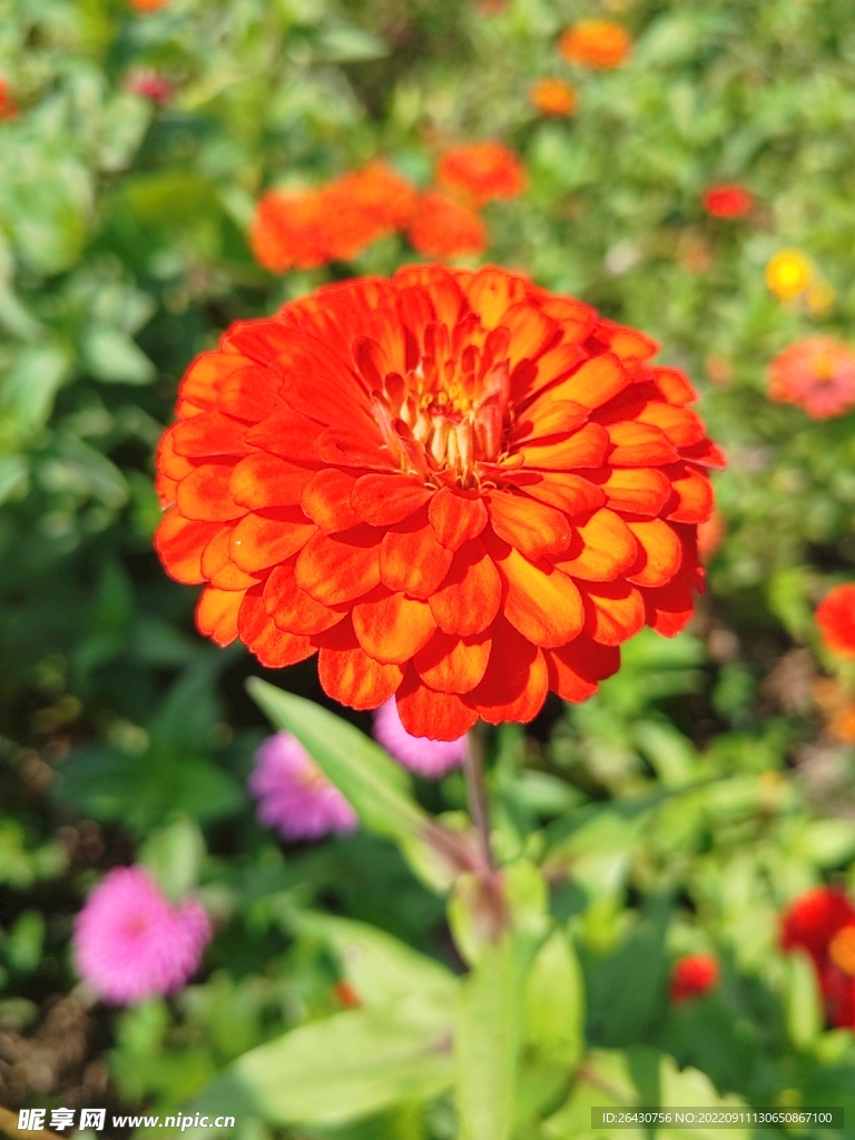 橙色百日菊