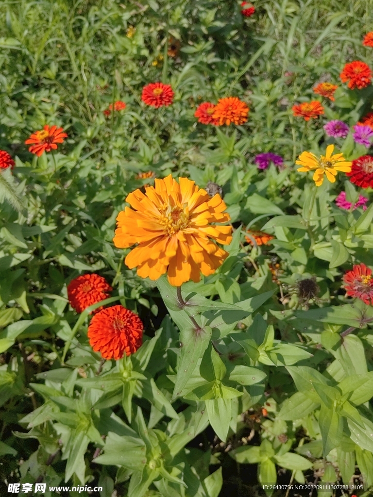 黄色百日菊