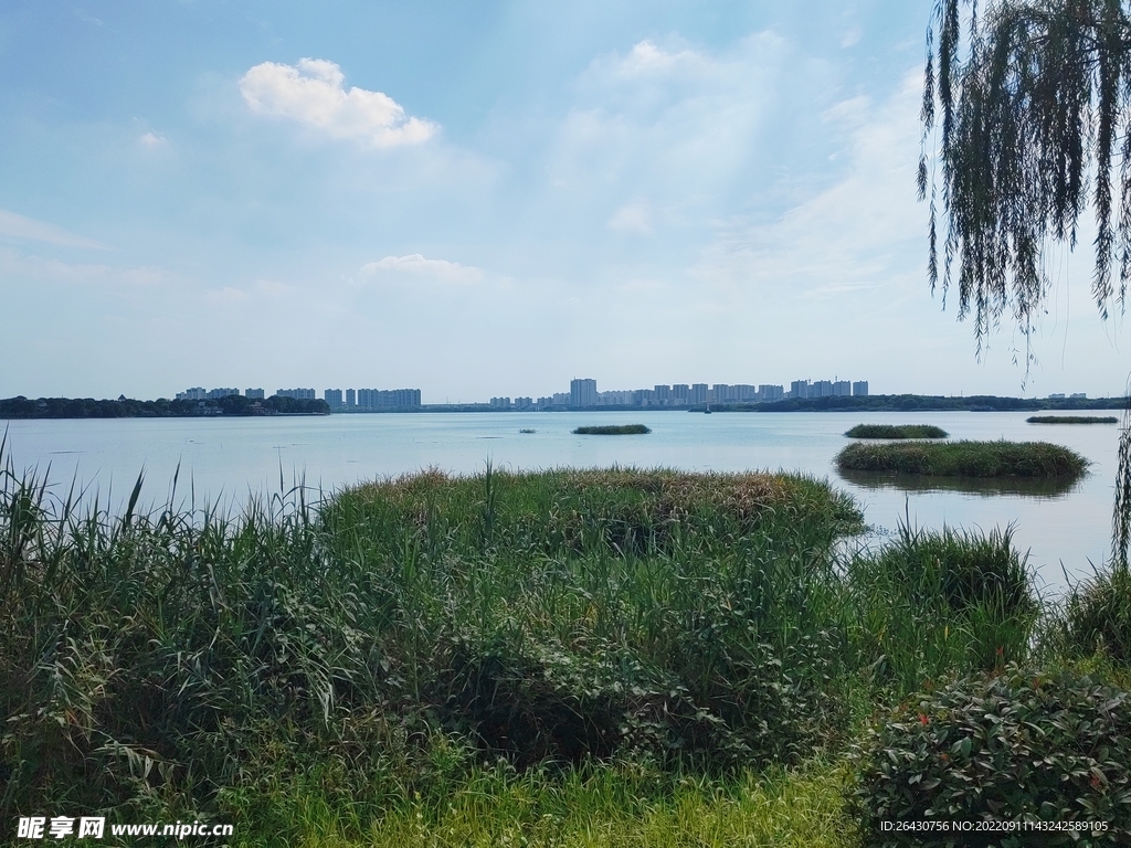 湿地公园湖边芦苇荡