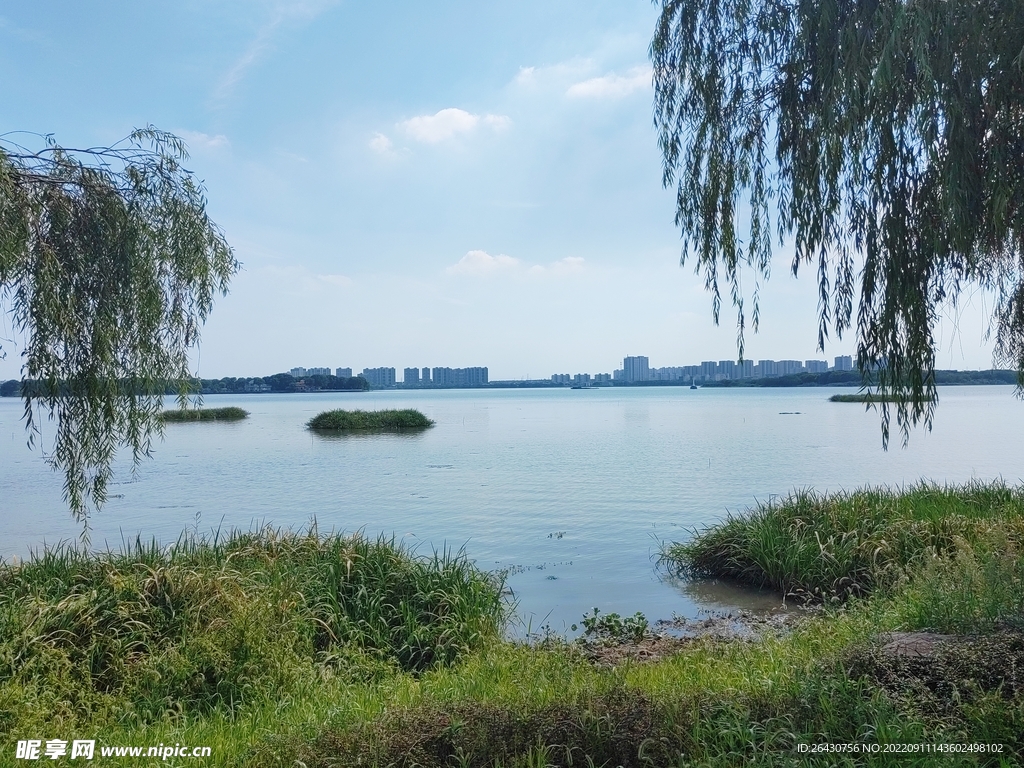 湿地公园湖边柳树