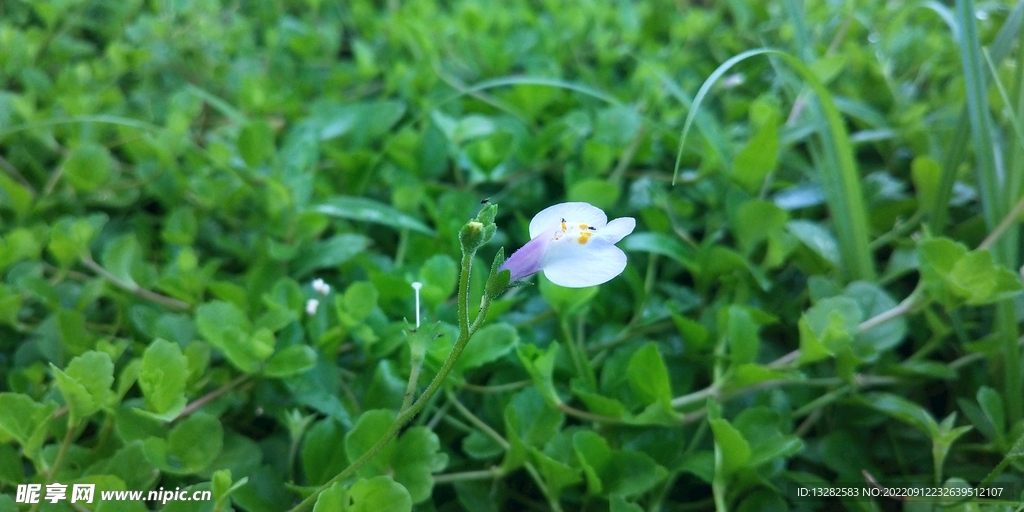 葡茎通泉草