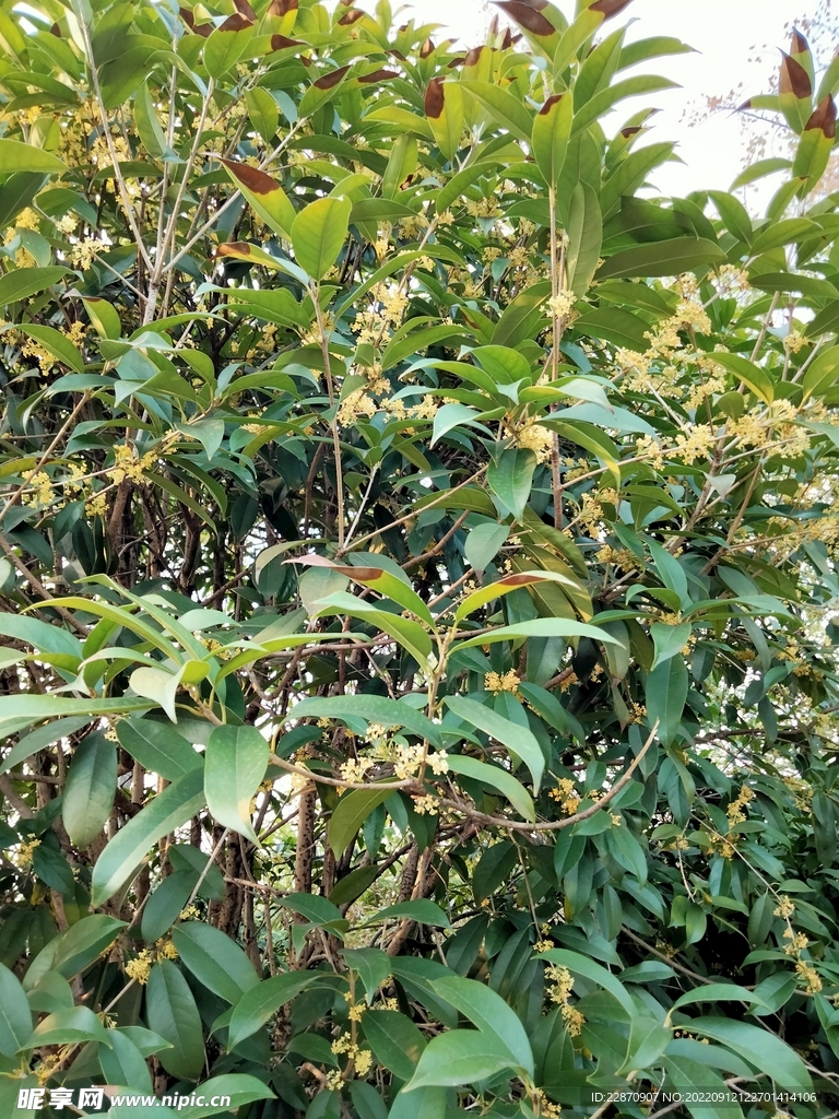桂花