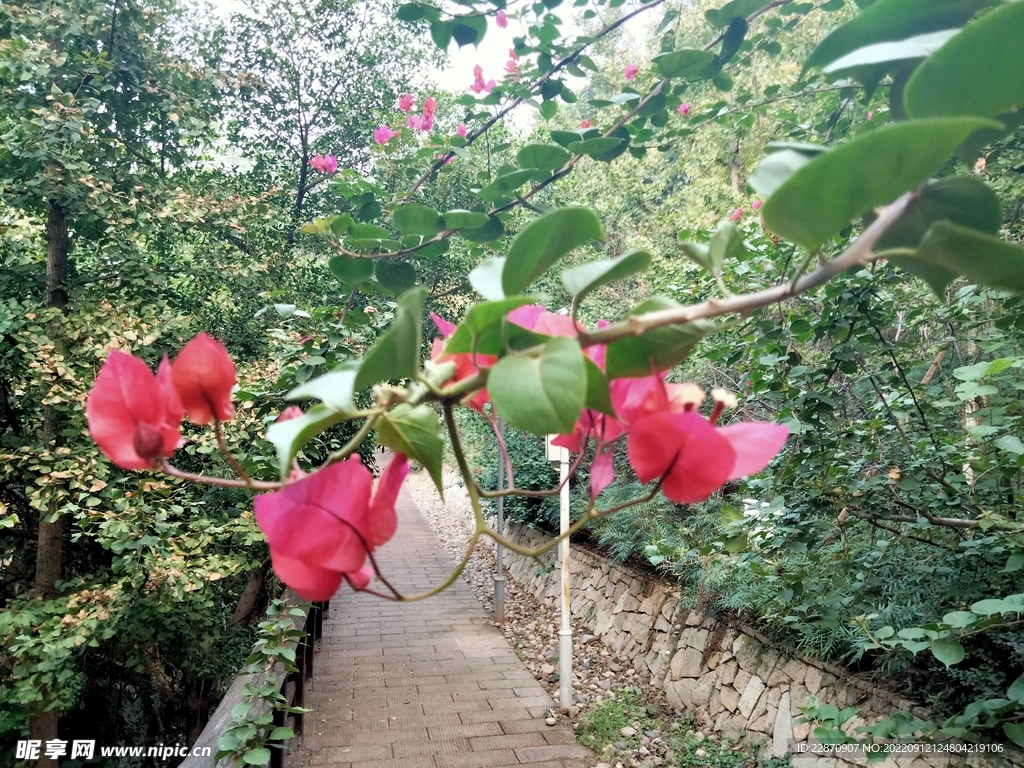 叶子花