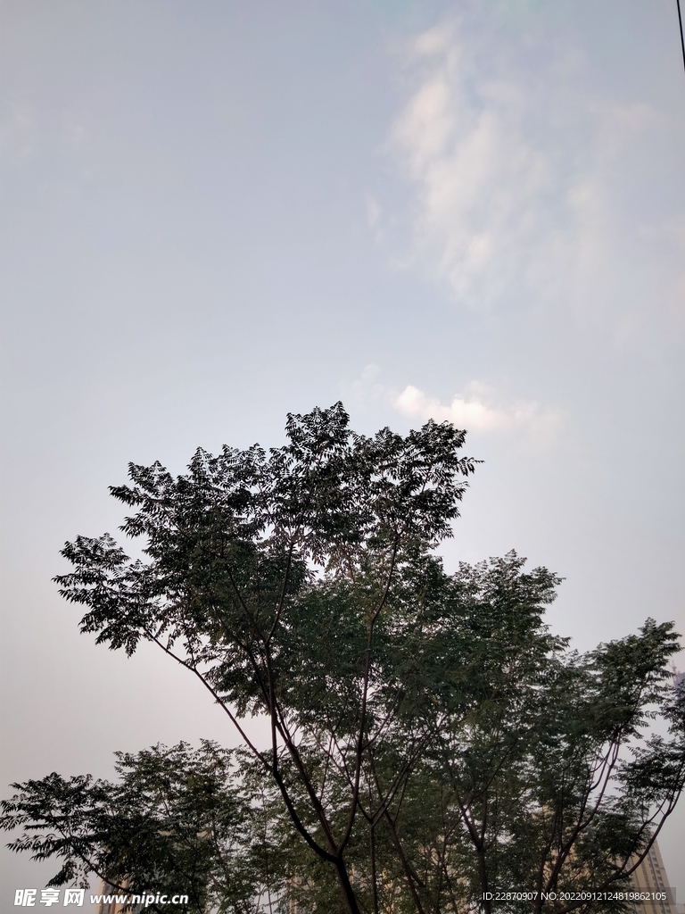 苦楝树与天空