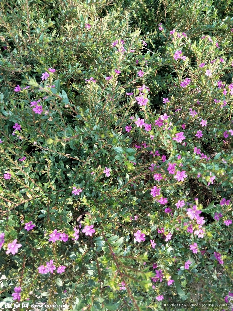 巨萼花