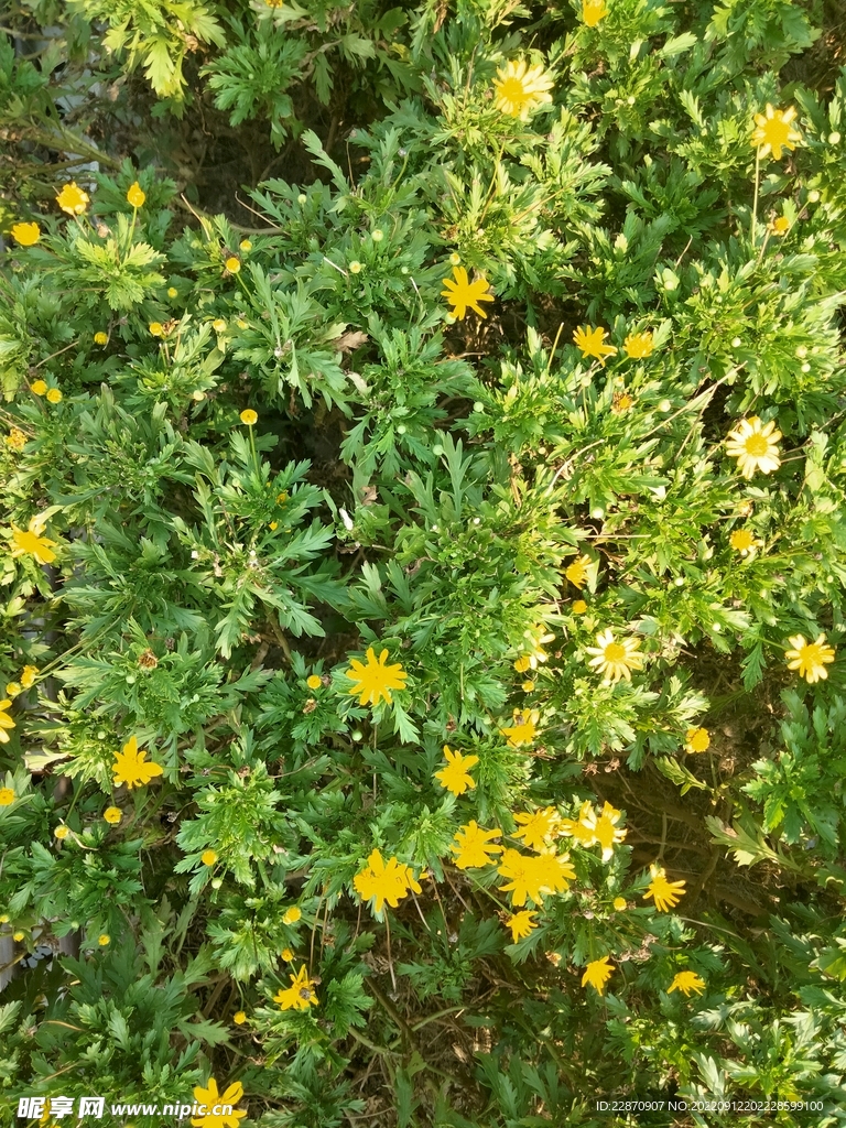 黄金菊