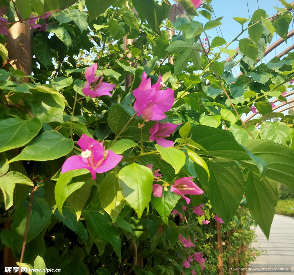 叶子花