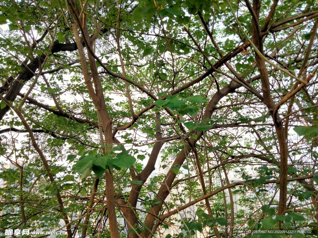 刺桐