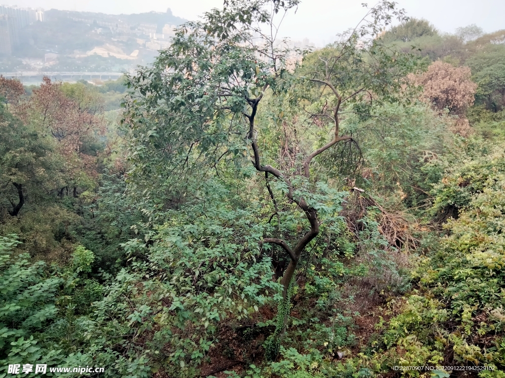 树林