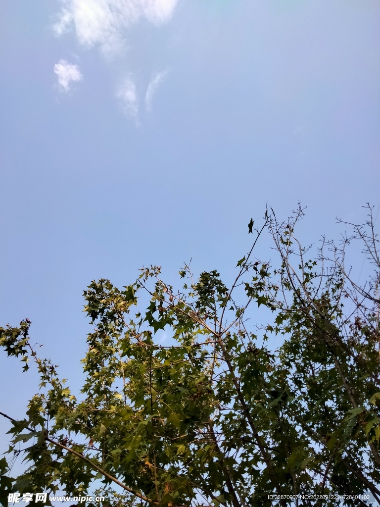 树影与天空